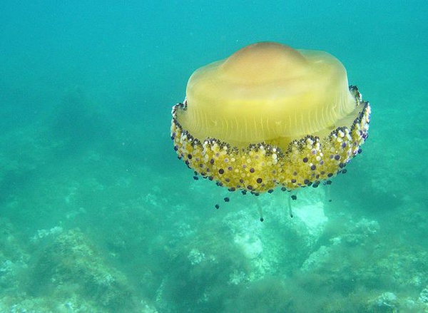 水母,奇怪的動(dòng)物